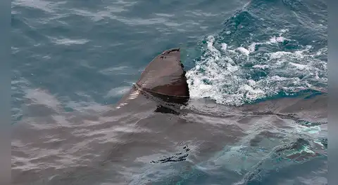 Unos pescadores españoles hacen un descubrimiento que obliga a los científicos a revisar la historia de hace 160 años