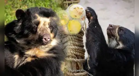 Parque de las Leyendas celebra el Día del Oso: revisa el cronograma de actividades para este 21 de febrero en San Miguel y Huachipa