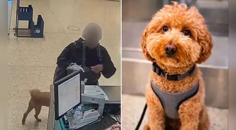 Perro es abandonado por su dueña en aeropuerto de Las Vegas tras ser rechazado por falta de documentos