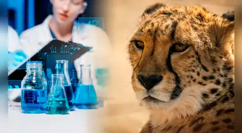 Científicos extraen ADN de guepardos momificados y revelan un hallazgo que cambia lo que el mundo sabía sobre esta especie