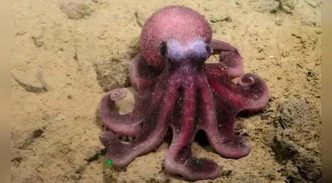 Científicos descubren una nueva especie de pulpo en las aguas del Pacífico y sería exclusiva en un país de América Latina