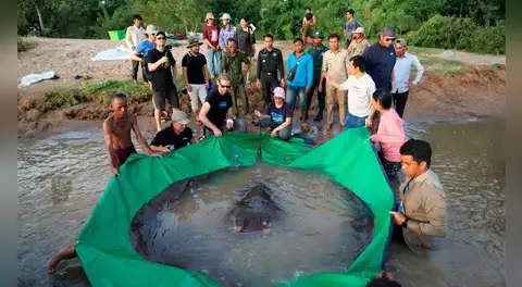 Asi es el pez de río más grande del planeta: pesa 300 kg, mide casi 4 metros, según record Guinness