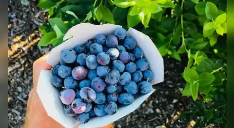 El Niño Costero: ADEX pide fortalecer la infraestructura para proteger las campañas de arándanos, palta y café