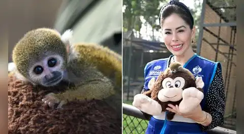 Mono 'Punch' peruano rescatado de una casa ahora vive en el parque zonal Huáscar, en Villa El Salvador