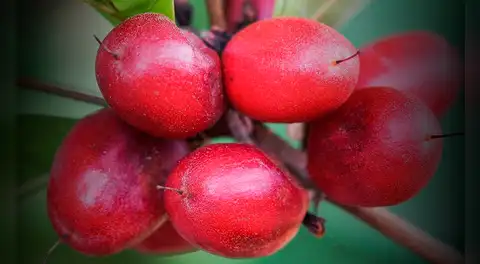 La 'fruta milagrosa' que crece en América Latina, transforma sabores y es clave para pacientes con cáncer en Estados Unidos