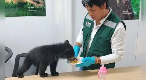 Rescatan cría de oso andino hallada en una vivienda de Puno y será trasladada a Madre de Dios