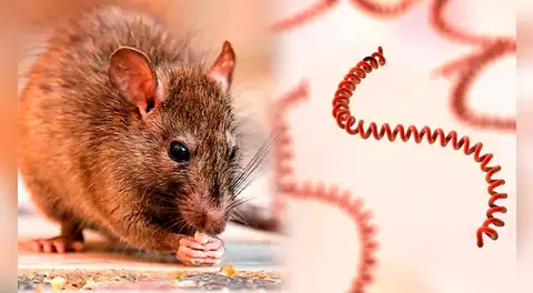 Minsa confirma 3 fallecidos y 841 casos de contagios a nivel nacional por leptospirosis: "Una enfermedad cíclica"