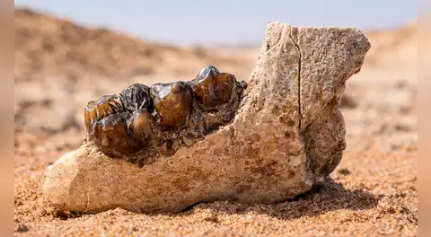 Un fósil reescribe la historia: científicos descubren un hueso en Egipto que redefine el origen de los simios que hoy conocemos