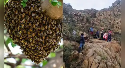 Paseo acaba en tragedia: ataque de abejas deja un muerto y cinco heridos en Chiclayo