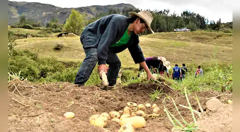 BCR: actividad agropecuaria creció 4% durante enero
