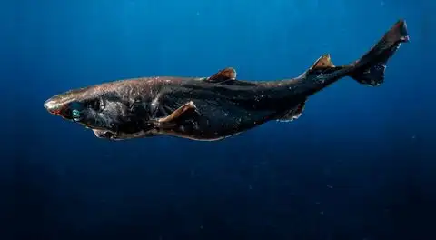 Hallazgo en el fondo del mar peruano: registran nueva especie de tiburón a 1.400 metros de profundidad