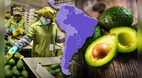 Este país de América Latina supera a Perú y Colombia con la mayor producción de paltas en el mundo: le exporta más a EE.UU.