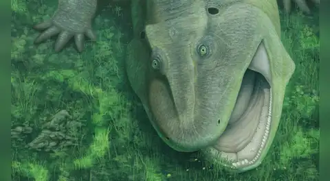 Un raro descubrimiento en el Amazonas desconcierta a los científicos: un “fósil viviente” de 275 millones de años