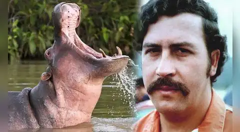 Colombia autoriza eutanasia de hipopótamos de Pablo Escobar para frenar una grave crisis ambiental