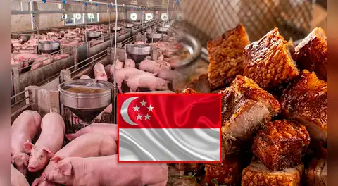 Perú fortalece la porcicultura: consumo se triplica, producción crece y se concreta exportación de carne de cerdo a Singapur