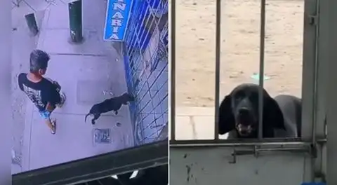 Perrito callejero enfermo conmueve al llegar solo a veterinaria de San Juan de Lurigancho para pedir ayuda