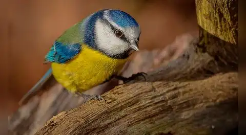 Estudio científico demuestra que los herrerillos utilizan la nicotina de las colillas de cigarro para proteger sus nidos