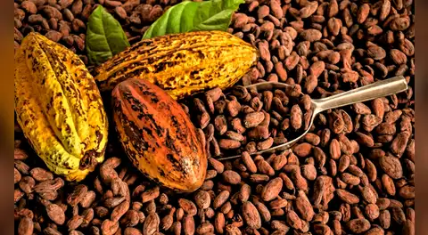 Cacao peruano cayó 45% en inicio de 2026 por problemas en cosechas y precios, según ADEX