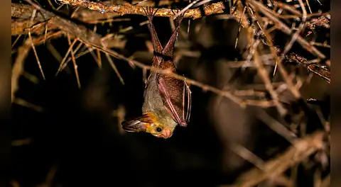 Científicos ingleses identifican en África un coronavirus de murciélago capaz de entrar en las células humanas
