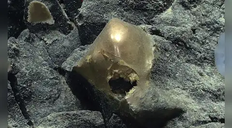 Una misteriosa esfera dorada fue encontrada en el océano: después de dos años, los científicos descubrieron qué era