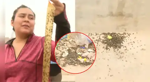 Alerta sanitaria en Carabayllo: Vecinos alertan plaga de moscas en sus casas por presencia de avícola en la zona