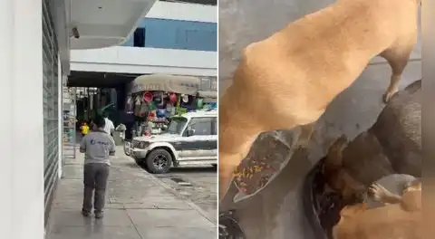 Puente Piedra: joven denuncia presunto maltrato por alimentar perros cerca a local de empresa de telefonía