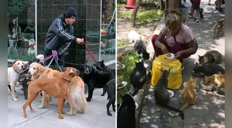¿Tienes más de dos mascotas? Esta ciudad del Perú aplicará multas de hasta S/1.100 por incumplir nueva norma