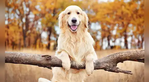 Los golden retriever esconden una sorpresa en su ADN: sus genes podrían ayudar a entender emociones humanas