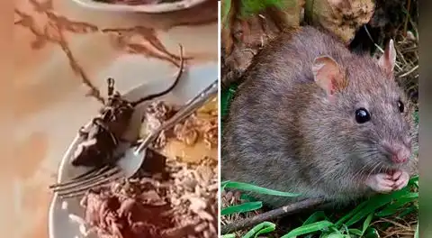 Turista pidió cuy y le dieron rata: restaurante campestre sirvió roedor frito en ruta Pativilca-Huaraz