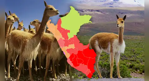 Esta región de la costa superó a Cusco y Ayacucho y será la 'nueva capital de la vicuña', según Serfor