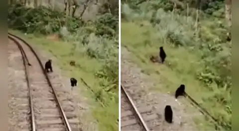 Familia de osos andinos es captada caminando en vía férrea a Machu Picchu: “Es su hábitat natural”