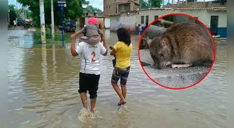 6 fallecidos y 439 contagios por Leptospirosis mantienen en alerta a Piura