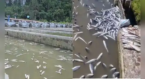 Desastre ambiental: contaminación con cianuro en río Yuracyacu provoca la muerte masiva de truchas en Junín