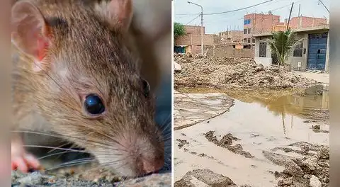 Más de 3.000 casos y 20 muertes por Leptospirosis en el Perú: adolescentes y jóvenes tienen mayor incidencia