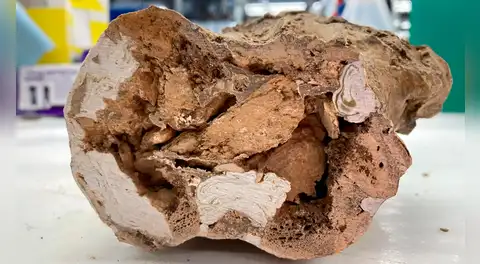 Los paleontólogos se conmocionaron por el descubrimiento de moléculas orgánicas en huesos de dinosaurios de 66 millones de años