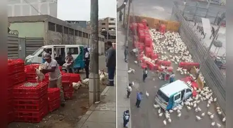 Comerciantes usan avenida Nicolás Ayllón como “corral” de pollos en San Luis: “Esos animales parecen enfermos”