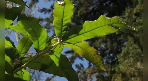 Este árbol se burla de los insectos gracias a una técnica biológica clave que protege sus hojas y le permite sobrevivir a la primavera