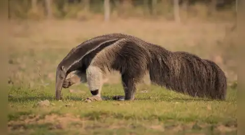 Un hito para la conservación en América Latina llena de optimismo a los científicos: detectan un oso hormiguero por primera vez en 130 años entre Brasil y Argentina