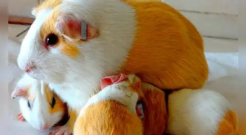 Crisis alimentaria golpea al Perú: ingenieros plantean apostar por cuyes, alpacas y ganadería sostenible para combatir el hambre