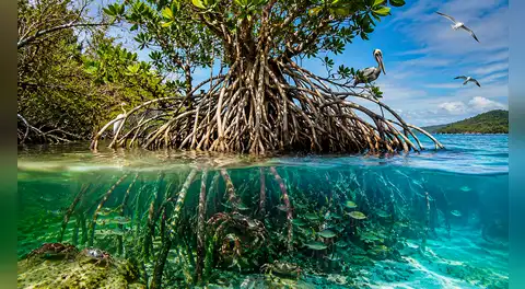 El sorprendente árbol de América Latina que crece flotando en el mar, desaliniza agua de océanos y crea su propio ecosistema