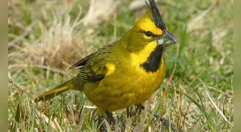 Biólogos liberan 5 aves emblemáticas de Sudamérica en peligro de extinción en gran reserva natural de Argentina