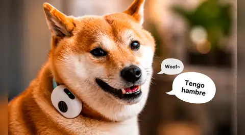 China lanza un collar inteligente para perros y gatos que traduciría sus sonidos y movimientos con más del 94% de efectividad