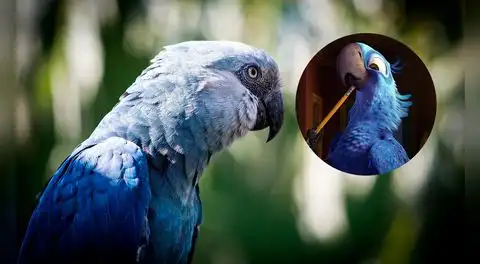 Brasil hace historia con el regreso de los guacamayos azules que se creían extintos: más de 20 años de esfuerzos hicieron posible su rescate