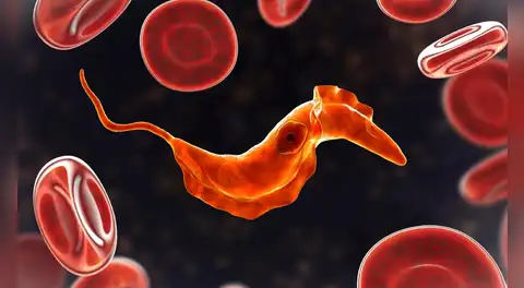 Científicos descubren que un antiguo ancestro unicelular de 700 millones de años aún vive en la sangre humana
