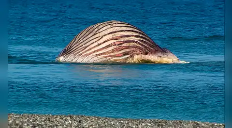 La ballena Timmy se convierte en una bomba de relojería marina: expertos advierten riesgos para el ecosistema tras su estallido