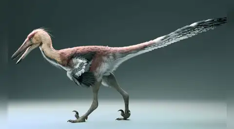Paleontólogos argentinos descubren una nueva especie de dinosaurio pescador y emparentado con el velociraptor