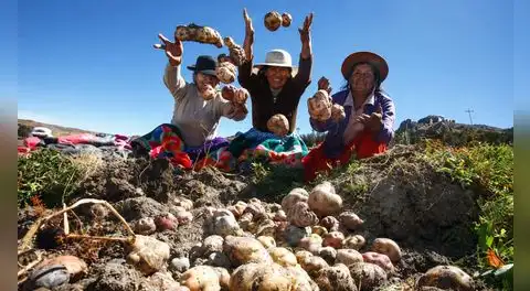 Este superalimento peruano supera a la espinaca para combatir la anemia: tiene más de 3.000 variedades y es reconocido a nivel mundial