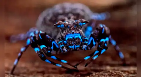Científicos descubren nuevas especies en una 'isla' remota: libélulas, saltamontes y una araña fluorescente