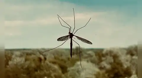 Google planea liberar en el aire a 64 millones de mosquitos infectados con bacterias, pero a los científicos no les preocupa