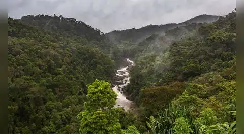 Científicos encuentran en Taiwán un árbol gigante de 84 metros que llevaba siglos oculto entre las nubes
